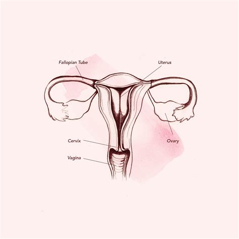 Female human private part diagram. Vagina Diagram & Anatomy: Everything You Need To Know | Teen Vogue