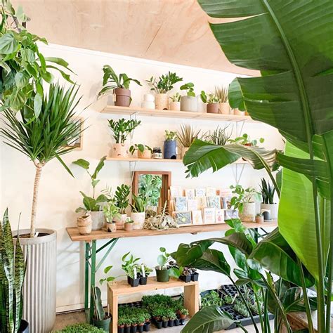 Laugh at it and with it, and it is a jolly kind companion. The Coolest Plant Stores Around Austin