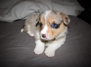 The pembroke welsh corgi puppies are merry and expressive but also intelligent and active. View Ad: Welsh Cardigan Corgi Puppy for Sale, Wisconsin ...