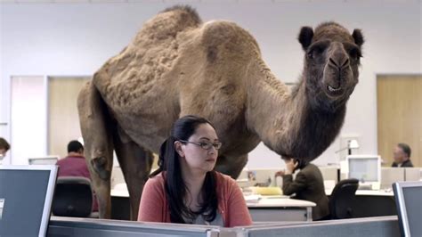 Camels' humps and their other adaptations have made them the preferred animal for desert travel for thousands of years, going places where no other vehicle or transport can go. Hump Day Camel Commercial - Happier than a Camel on ...