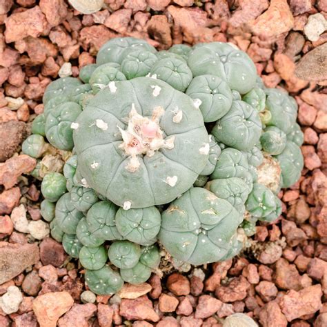 Different species grow in different if you are planning to buy any cacti in the store, the prices start from $25 to around $1300 per piece. BUY Peyote Cactus | TRIPPY ONLINE STORE