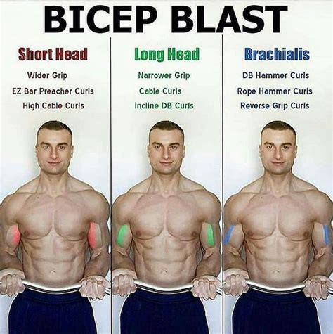 The long head (& the short head) can be emphasized with incline dumbbell curls. HOW TO BICEPS BLAST -FULL BICEPS LIBRARY👇 | Ejercicios ...