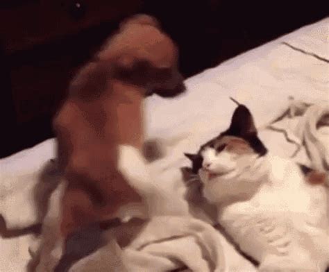 For the first session, focus on making your feline comfortable. Dog Cat GIFs | Tenor