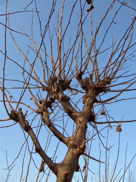 Es gibt verschiedene gründe für einen baumschnitt und je nach schnittzweck variiert auch das vorgehen: Garten-anders: Büsche und Bäume skurril beschneiden ...