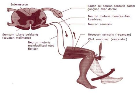 Sistem saraf adalah sistem koordinasi (pengaturan tubuh) berupa penghantaran impul saraf ke susunan saraf pusat, pemrosesan impul saraf dan perintah pns terletak di luar bagian tengkorak dan tulang belakang. Pembelajaran Melalui TMK: SISTEM SARAF PUSAT