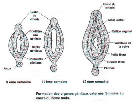 [Cours sexologie] La différenciation sexuelle humaine | Sexoblogue