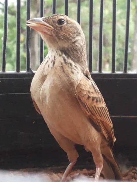 Burung branjangan merupakan burung yang bisa dikatakan luar biasa dan memiliki keunikan tersendiri. Gambar Burung Branjangan / Semua tentang Burung: Mirafra Javanica (BRANJANGAN) : Burung ini ...