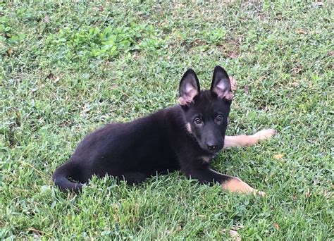 Impressive, stocky litter of akc german shepherd puppies. German Shepherd Puppies For Sale | Daytona Beach, FL #171566