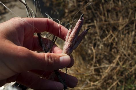 Many boat ramps, fishing piers and beaches have receptacles for monofilament recycling, so make sure you locate one of them. How to Help a Bird Caught in Fishing Line | Audubon North ...