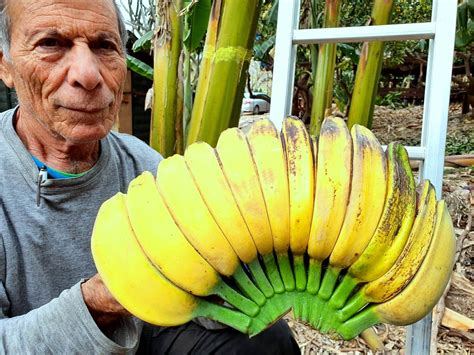 ג'וני הופך פגישה עם לקוחה לניסיון להשיב אליו בכל מחיר את הודיה אהבת נעוריו, שבינתיים נישאה לניר. זן אקזוטי חדש של בננה -'היד המתפללת'- Praying Hands ...