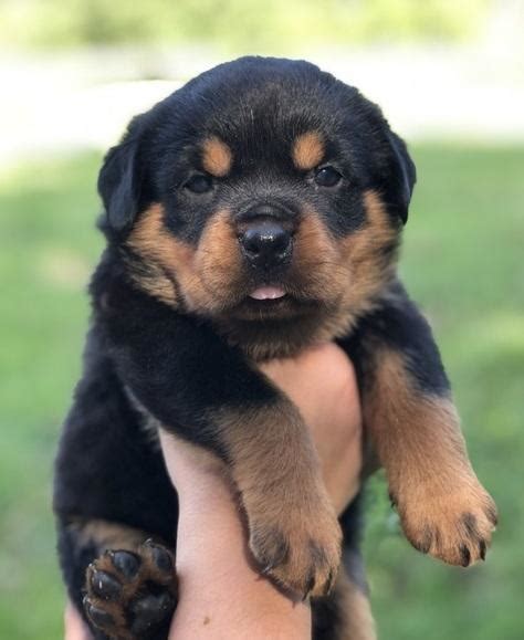 Loyal male and female rottweiler puppies for sale. Rottweiler, commendable Rottweiler puppies, Dogs, for Sale, Price