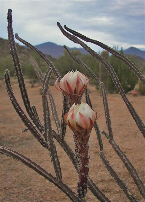 Growth is flat and long with spineless branches that are modified stems. PlantFiles Pictures: Peniocereus Species, Arizona Queen of ...