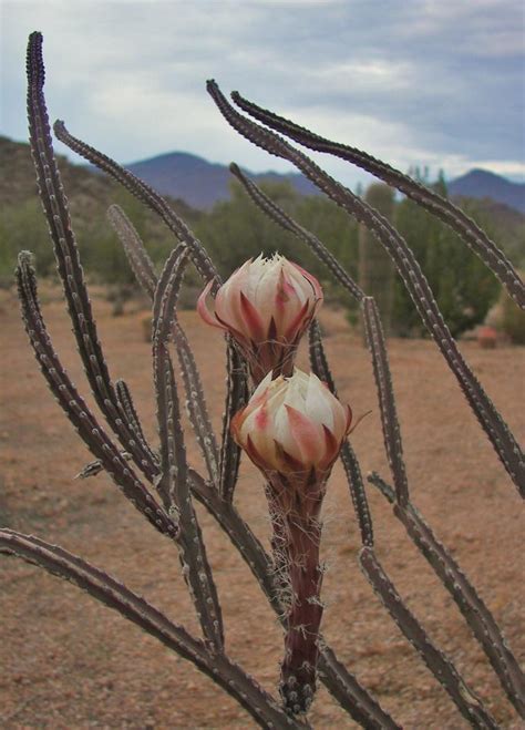 Reach for the stars, even if you have to stand on a cactus. PlantFiles Pictures: Arizona Queen of the Night, Deer Horn ...