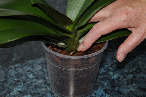 Follow the care requirements for your variety and take the following overall care requirements into consideration. How to Repot a Phalaenopsis Moth Orchid Video and Photo Guide