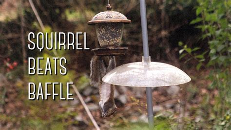 Squirrels, raccoons and other climbing critters can't gain any headway when they try to climb over a squirrel slinky. Squirrel Baffle Diy - DIY Choices