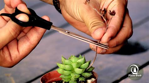 Let's take a look at succulents that bloom and exactly how to care for them when they do. How to get Echeveria & Succulent Seeds via Pollinating ...