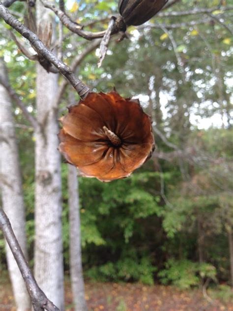 Read more> in the wild, this tree occurs as an understory tree (often with redbud. Cone flower...tree in Richardsville, Virginia | Flowering ...