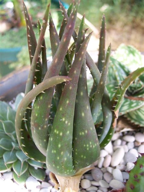 I bought my aloe at a local box store in spring 2011, it was in a four inch pot, one cluster with two pups. View topic - Aloe 'Crosby's Prolific' • Agaveville