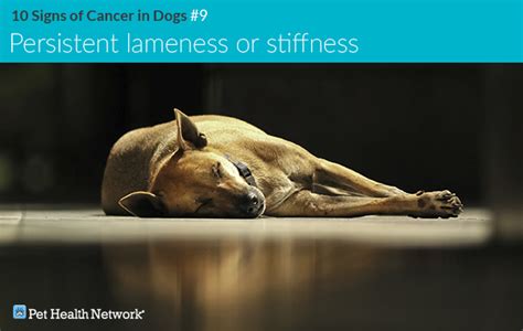 A rare type of bone cancer in dogs, fibrosarcoma occurs in less than 5% of all bone cancer the symptoms of bone cancer in dogs can vary not only based on the different types of cancer, but mostly on its similarly, coxofemoral disarticulation amputation is usually recommended for hind leg lesions. 10 Signs of Cancer in Dogs