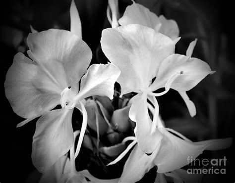 Tropical flowers help create a lush getaway right in the comfort of your own backyard. Black and White Hawaiian Ginger Flowers Photograph by Eva ...