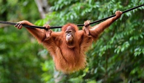 Kumpulan Photo 29+ Heboh Gambar Orang Utan Yang Lucu ...