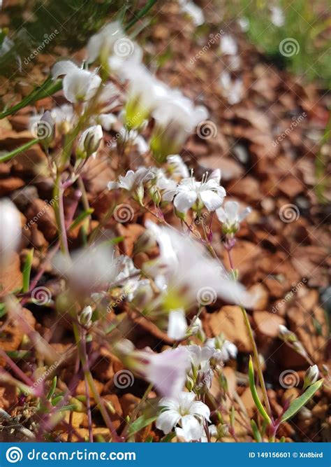 Una pianta coraggiosa e semplice da balconi fioriti in inverno: I bei fiori bianchi fotografia editoriale. Immagine di ...