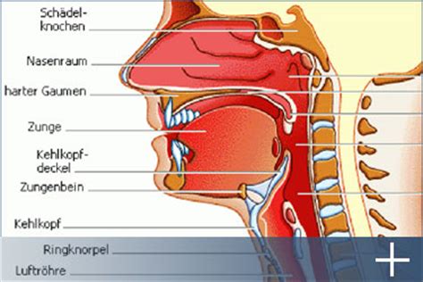 Eine typische ursache für geschwollene halslymphknoten sind infektionen der oberen atemwege. Anatomie des Halses | HNO-NETZ ESSEN