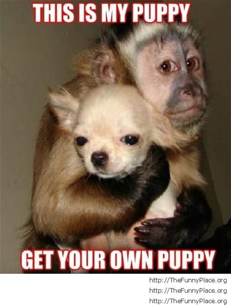 We did not find results for: Funny monkey with dog - TheFunnyPlace