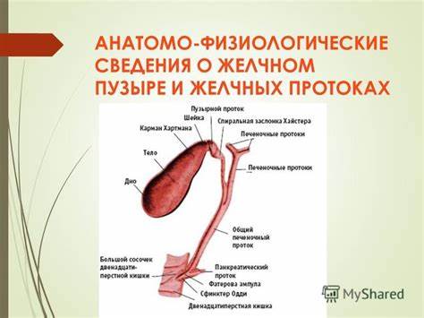 Острый холецистит диеты Острый Холецистит Презентация - corporateportal Острый Холецистит Презентация - corporateportal Острый холецистит диеты