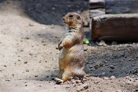 We did not find results for: prairie dog's future is uncertain, but it's not good if we ...