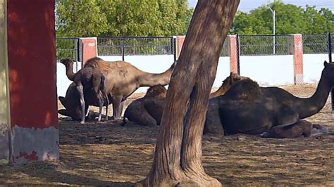 Best time to visit national research centre on camel. National Research Centre on Camel, Bikaner - YouTube