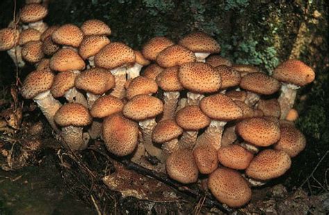 Maybe you would like to learn more about one of these? Honey Mushrooms, from Claus Holzapfel Picture taken in the ...