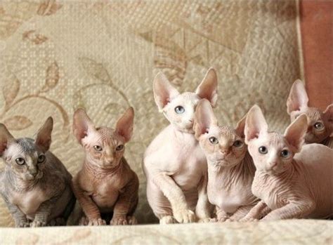 These felines are full of personality, and the today, the sphynx cat is recognized by most cat breed associations and they are always a hit at cat shows. Sphinx cats; My babies, God I LOVE my boy! the best ...
