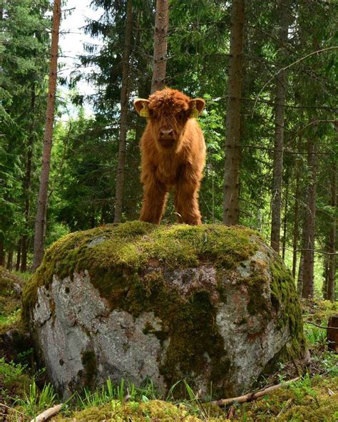 This breed is the highland cattle. 20+ Adorable Photos of Fuzzy Highland Cattle Calves