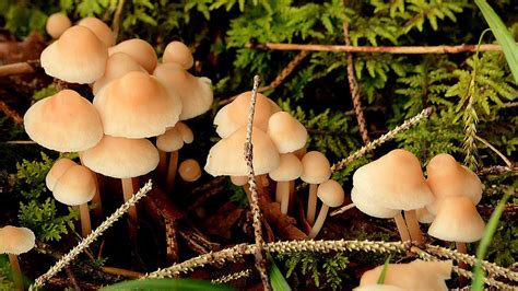 Sie brauchen zur zeit keinen nachweis über einen negativen schnelltest. Grossandrang in der Pilzkontrolle im Botanischen Garten St ...