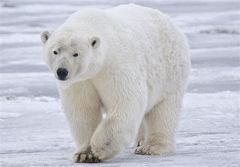 Il a ajouté une image d'ours polaire sur une image de plage. Polémique après la mort d'un nouvel ours polaire en Islande