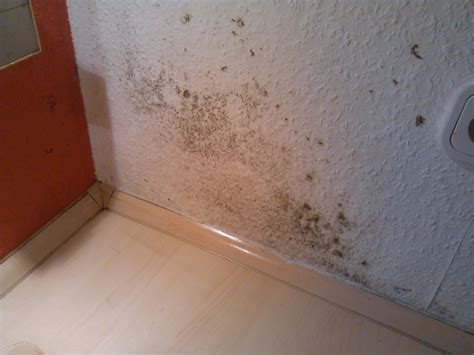 Schimmelbefall in der wohnung führt oft zu konflikten. Starker Schimmelbefall in der Wohnung (Schimmel)