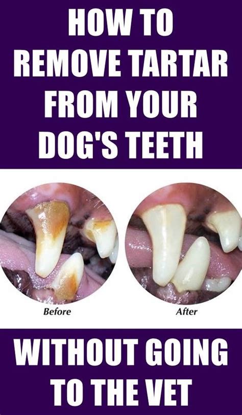 Dogs' teeth get plaque and tartar just like ours do, however, unlike us they aren't concerned about it. Pin by Barbara Devine on Dogs in 2020 (With images) | Dog ...
