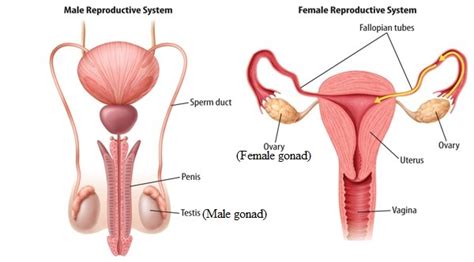 The female reproductive system provides several functions. The gonads and other endocrine glands in human body ...