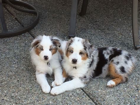 Get the best deals on puppy food. Best Puppy Food For Mini Australian Shepherd. Good Boy ...