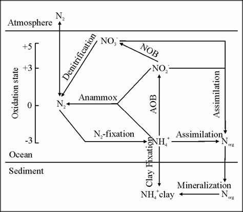 Our list of examples of the cycle in action can help you. Schematic diagram of the modern marine nitrogen ...