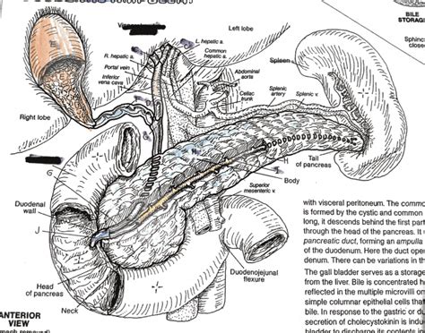 The biliary tract, (biliary tree or biliary system) refers to the liver, gall bladder and bile ducts, and how they work together to make, store and secrete bile. Biliary System + Pancreas Part 1