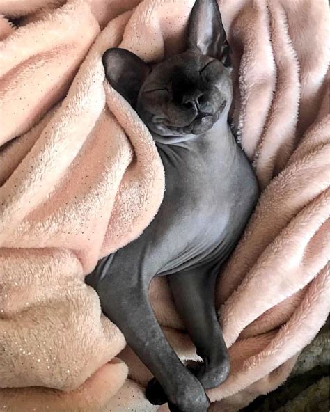 The sphynx cat is definitely a head turner with its very unusual features. Baby Sphynx Cats For Adoption - Idalias Salon