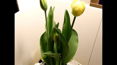 Tulips begin as seeds but are best planted from bulbs. Time lapse tulip growing - YouTube