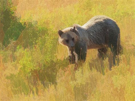 In the tall grass runs too long and repeats itself too much to be as gripping as its source material. Montana Grizzly Bear feeding in the tall grass. Digital Art by Rusty R Smith