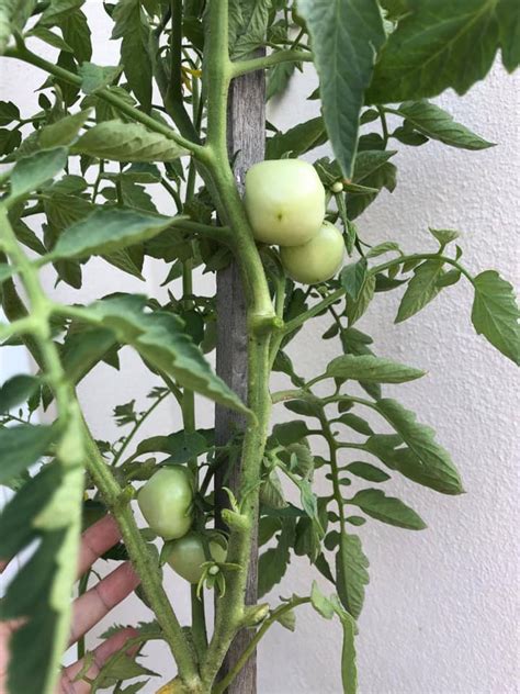 Maybe you would like to learn more about one of these? Mudahnya Tanam Pokok Tomato Ceri Hanya 3 Langkah Jer, 4 ...