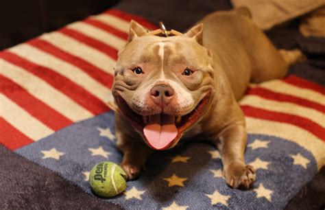 Article by jon raum bully king magazine. Venom The $500,000 American Bully ⋆ Terez Owens : #1 ...