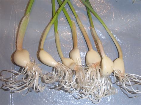 Garlic sprouting can be done indoors or outdoors, but indoor growth allows for easy access to sprouts for kitchen use. Sprouting Garlic | Growing garlic, Garlic, Sprouts