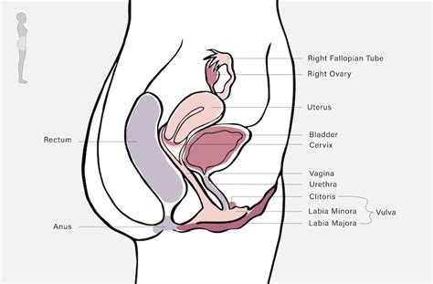 Diagram of an ileal loop similar to the previous diagram of the jejunum, allowing to view the differences between these two parts of the. Side View Of The Female Reproductive System : Ppt Female ...