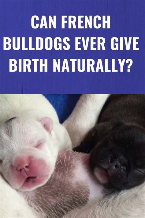 If you are thinking of buying a french bulldog. One curious thing about Frenchies is that they aren't ...